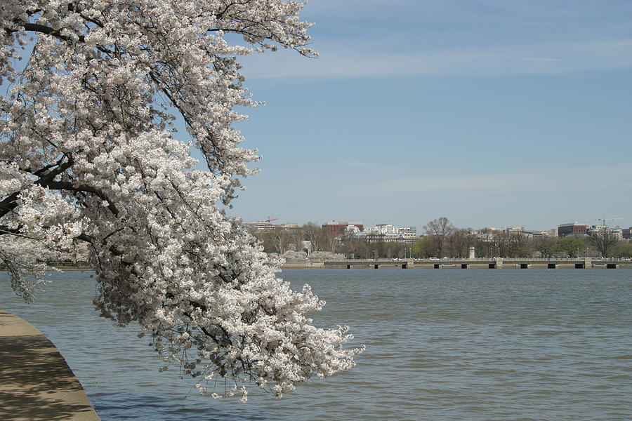 Tree Photograph - Cherry Blossoms - Washington DC - 011342 by DC Photographer