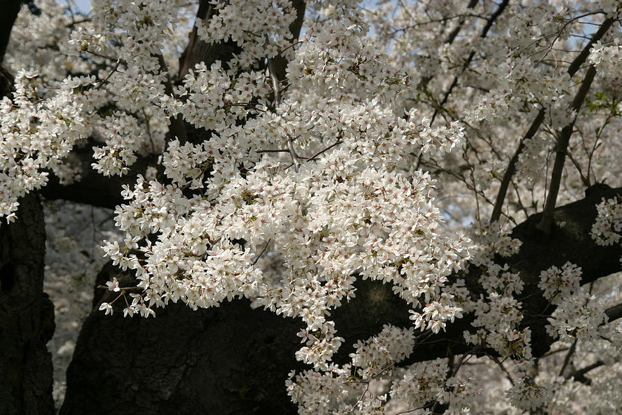 Tree Photograph - Cherry Blossoms - Washington DC - 011343 by DC Photographer