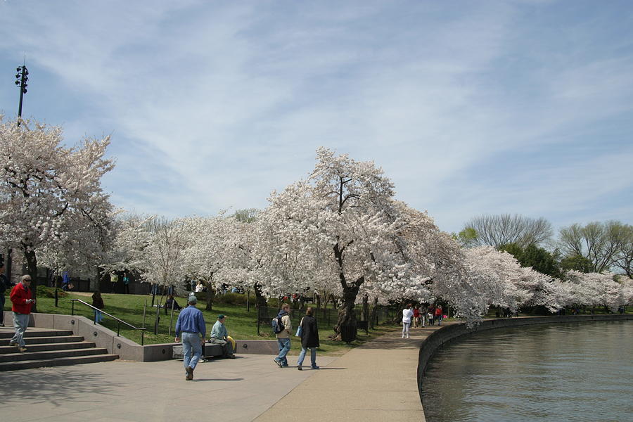 Tree Photograph - Cherry Blossoms - Washington DC - 011345 by DC Photographer
