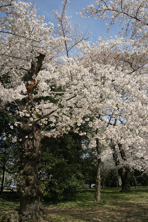 Tree Photograph - Cherry Blossoms - Washington DC - 011346 by DC Photographer