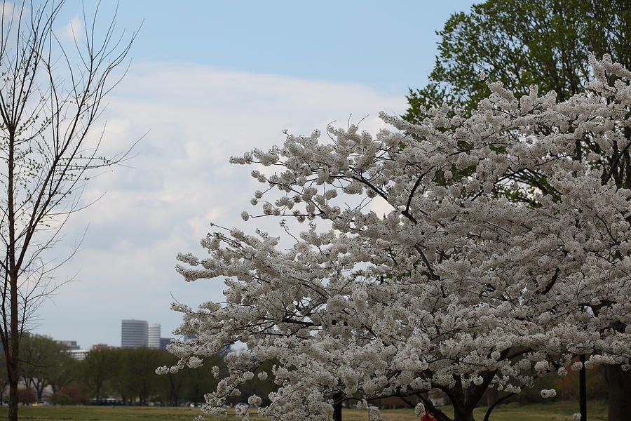 Flower Photograph - Cherry Blossoms - Washington DC - 011347 by DC Photographer