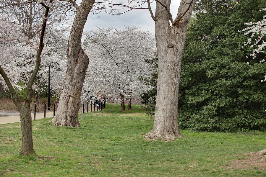 Flower Photograph - Cherry Blossoms - Washington DC - 011349 by DC Photographer