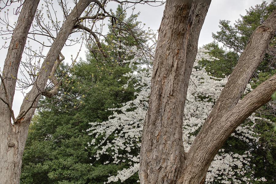 Flower Photograph - Cherry Blossoms - Washington DC - 011352 by DC Photographer