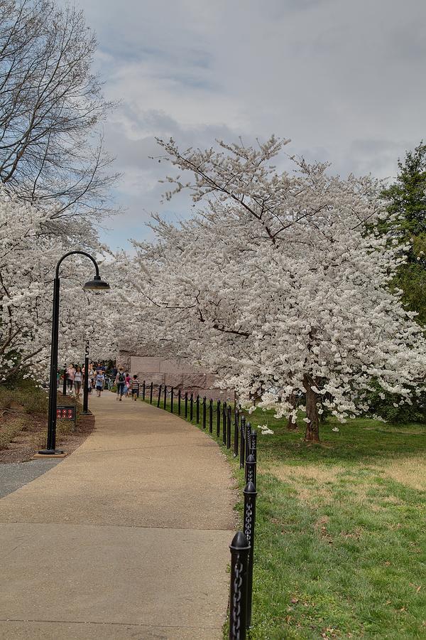 Cherry Blossoms - Washington DC - 011357 Photograph by DC Photographer