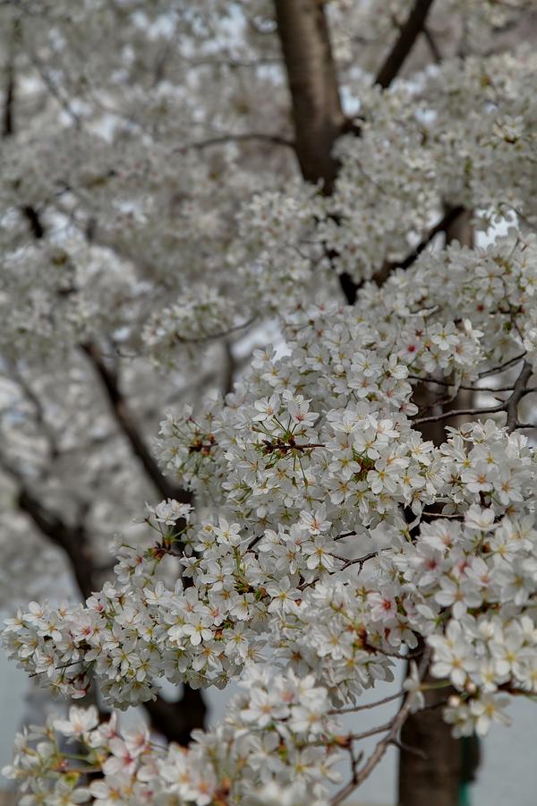 Flower Photograph - Cherry Blossoms - Washington DC - 011358 by DC Photographer