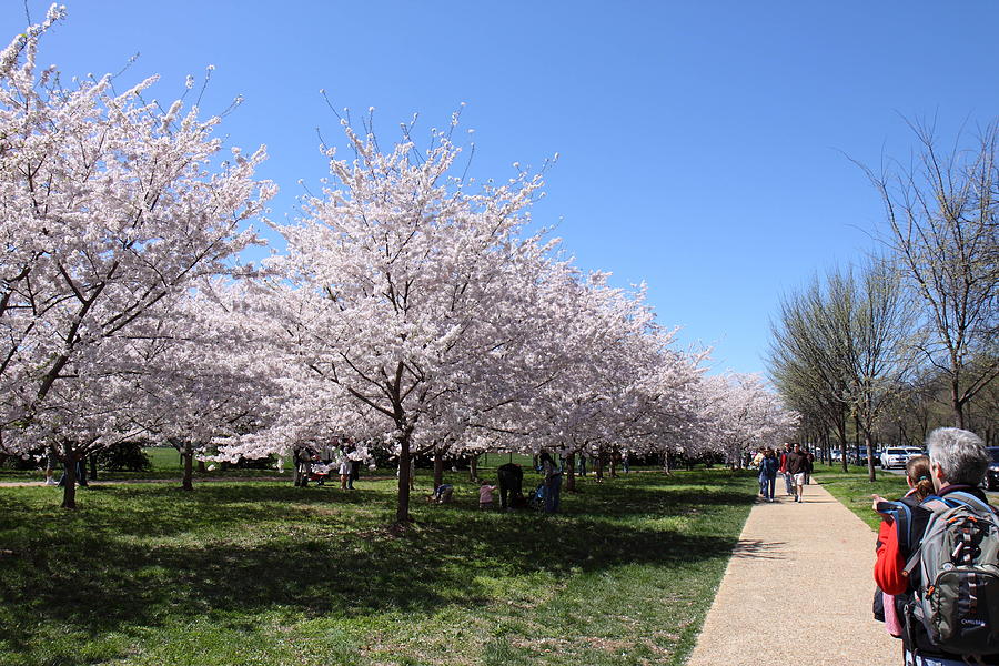 Tree Photograph - Cherry Blossoms - Washington DC - 01136 by DC Photographer