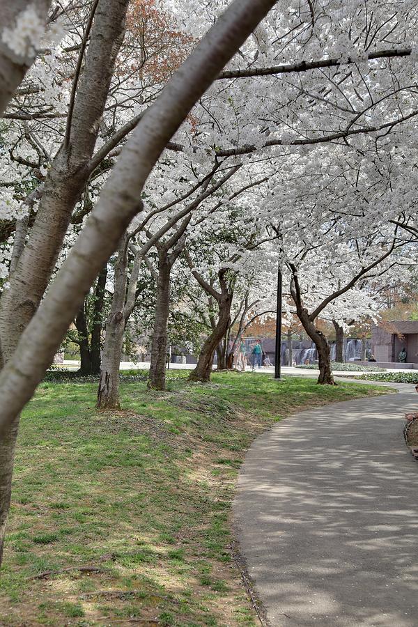 Flower Photograph - Cherry Blossoms - Washington DC - 011360 by DC Photographer