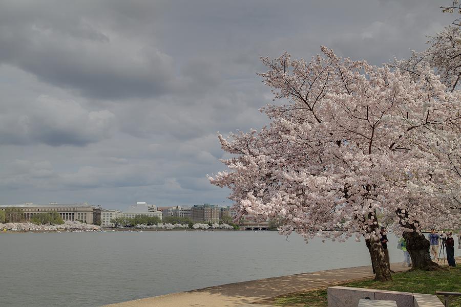 Flower Photograph - Cherry Blossoms - Washington DC - 011361 by DC Photographer