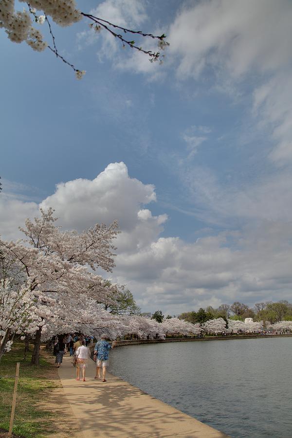Flower Photograph - Cherry Blossoms - Washington DC - 011370 by DC Photographer