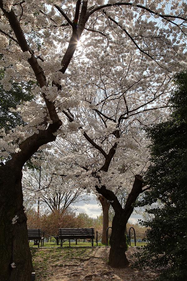 Flower Photograph - Cherry Blossoms - Washington DC - 011373 by DC Photographer
