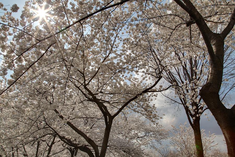 Flower Photograph - Cherry Blossoms - Washington DC - 011375 by DC Photographer