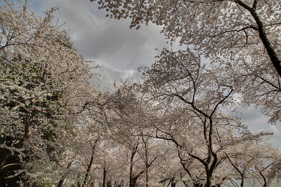 Cherry Blossoms - Washington DC - 011377 Photograph by DC Photographer