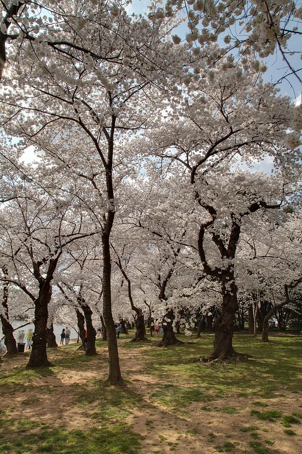 Flower Photograph - Cherry Blossoms - Washington DC - 011378 by DC Photographer