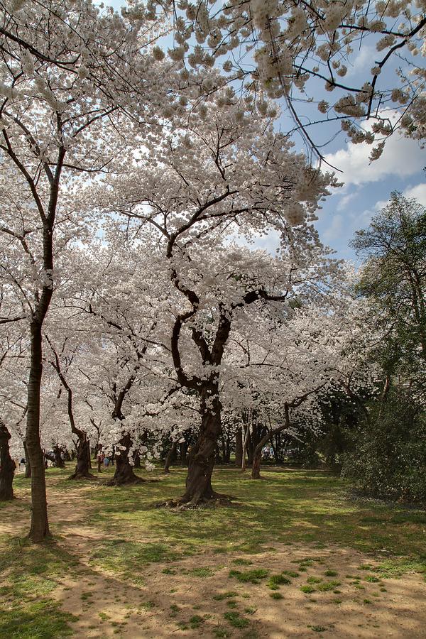 Cherry Blossoms - Washington DC - 011379 Photograph by DC Photographer