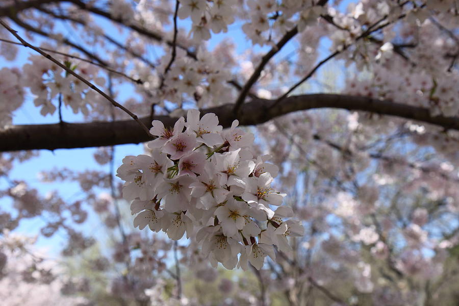 Tree Photograph - Cherry Blossoms - Washington DC - 01138 by DC Photographer