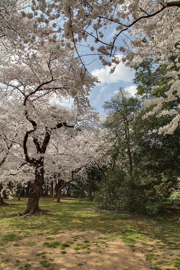 Flower Photograph - Cherry Blossoms - Washington DC - 011380 by DC Photographer