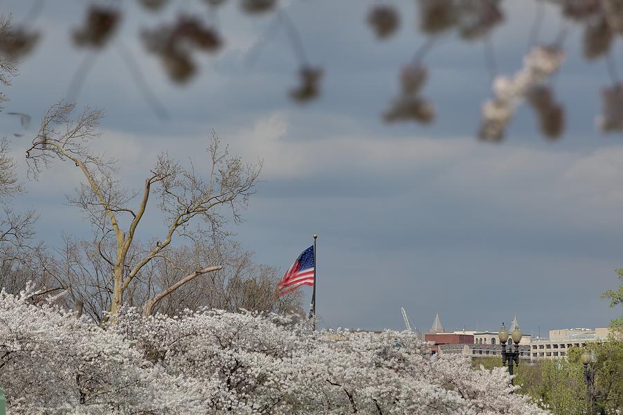 Flower Photograph - Cherry Blossoms - Washington DC - 011381 by DC Photographer