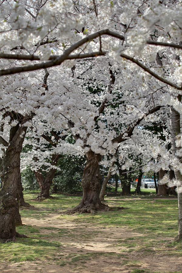 Cherry Blossoms - Washington DC - 011382 Photograph by DC Photographer