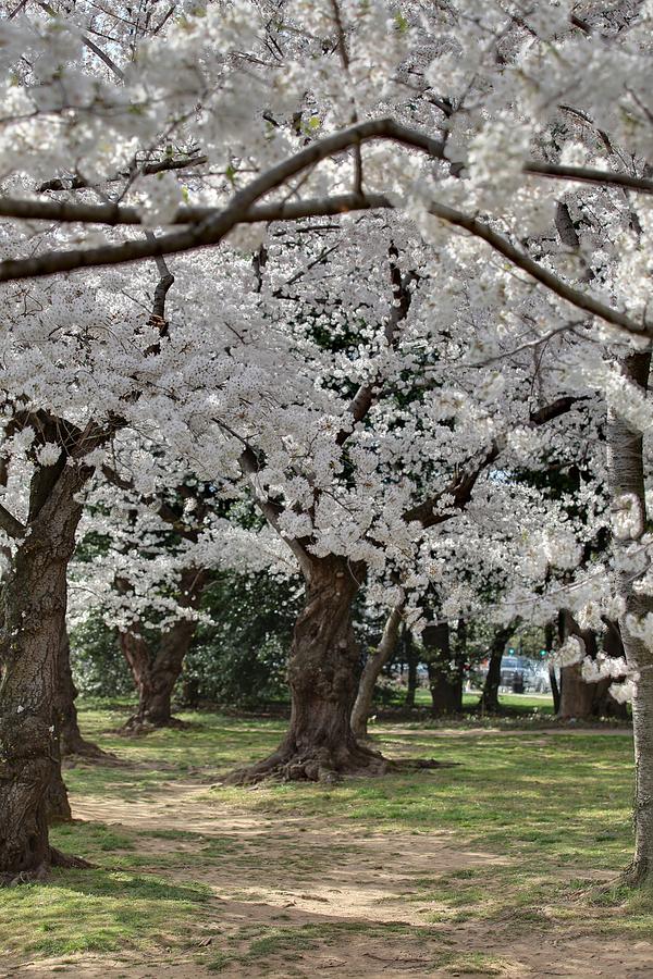 Flower Photograph - Cherry Blossoms - Washington DC - 011384 by DC Photographer