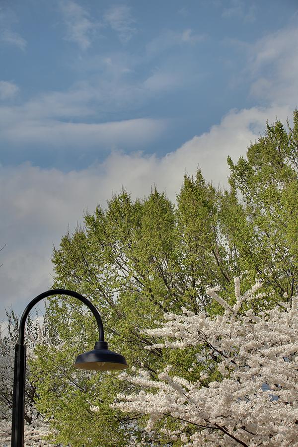 Flower Photograph - Cherry Blossoms - Washington DC - 011386 by DC Photographer