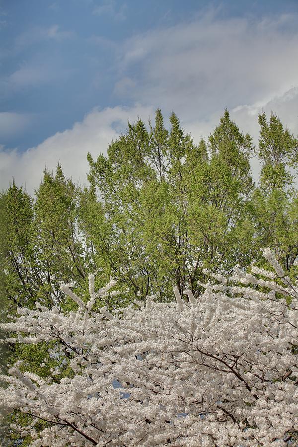 Flower Photograph - Cherry Blossoms - Washington DC - 011387 by DC Photographer