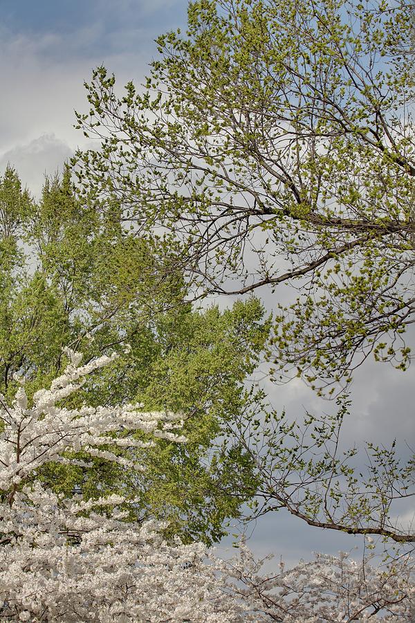 Cherry Blossoms - Washington DC - 011389 Photograph by DC Photographer