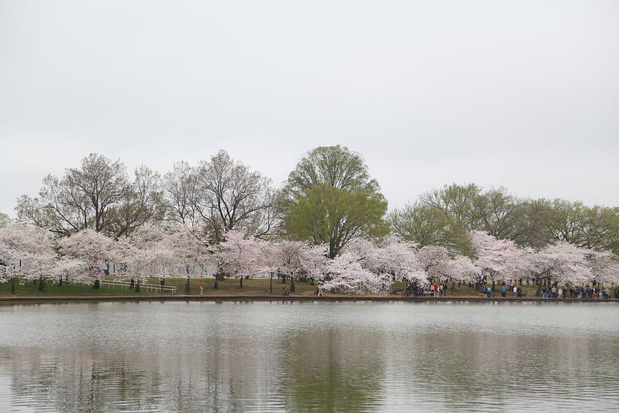 Flower Photograph - Cherry Blossoms - Washington DC - 011394 by DC Photographer