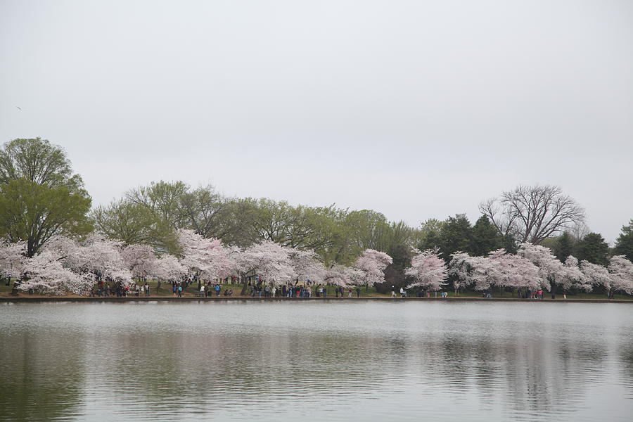 Flower Photograph - Cherry Blossoms - Washington DC - 011395 by DC Photographer