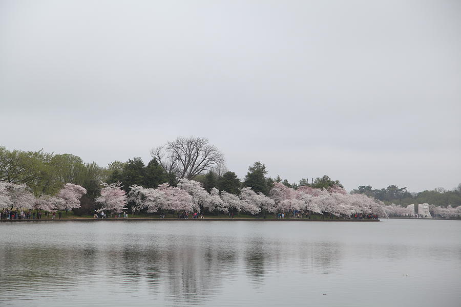 Flower Photograph - Cherry Blossoms - Washington DC - 011396 by DC Photographer