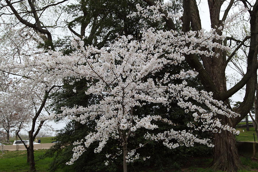 Flower Photograph - Cherry Blossoms - Washington DC - 011398 by DC Photographer