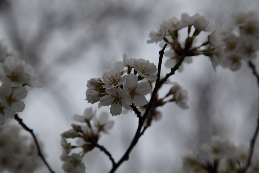 Flower Photograph - Cherry Blossoms - Washington DC - 011399 by DC Photographer