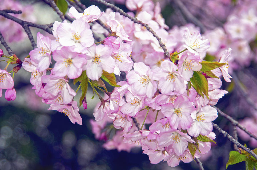 Cherry Blossoms  Washington D.C. Tidal Basin Photograph by Steven Barrows