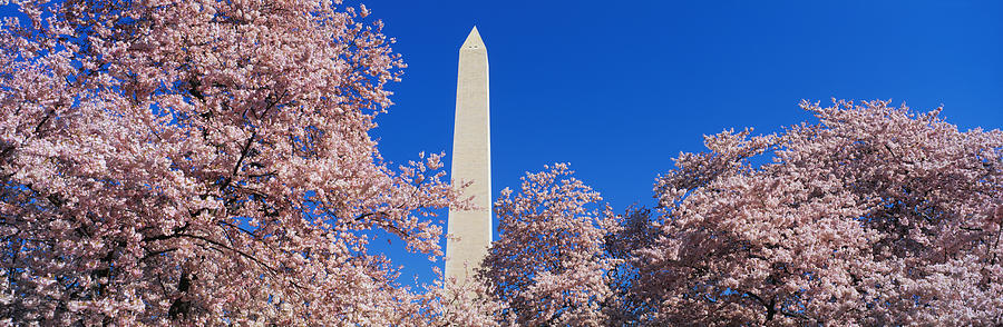Spring Photograph - Cherry Blossoms Washington Monument by Panoramic Images