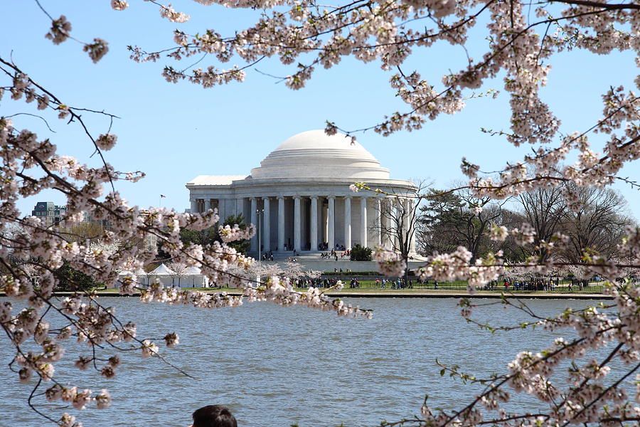 Tree Photograph - Cherry Blossoms with Jefferson Memorial - Washington DC - 01131 by DC Photographer