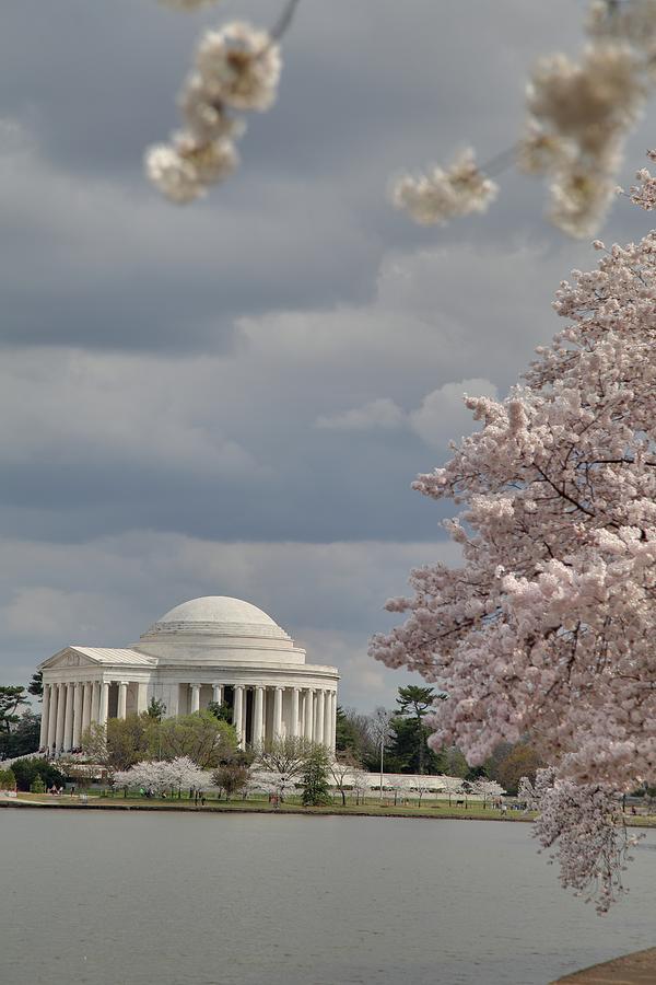 Flower Photograph - Cherry Blossoms with Jefferson Memorial - Washington DC - 011310 by DC Photographer