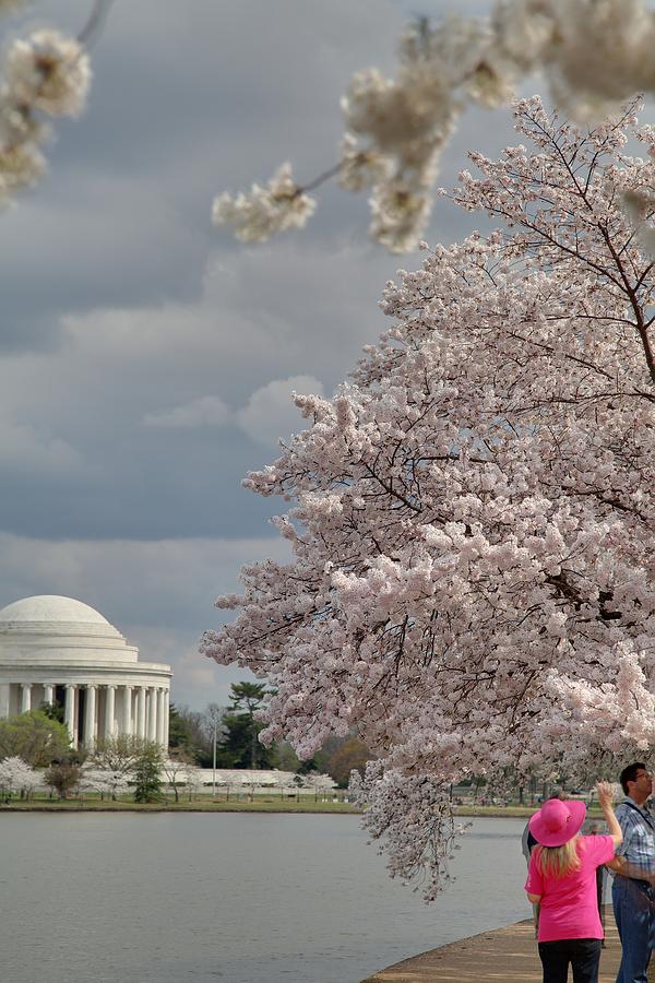 Flower Photograph - Cherry Blossoms with Jefferson Memorial - Washington DC - 011311 by DC Photographer