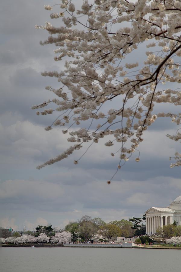 Flower Photograph - Cherry Blossoms with Jefferson Memorial - Washington DC - 011312 by DC Photographer
