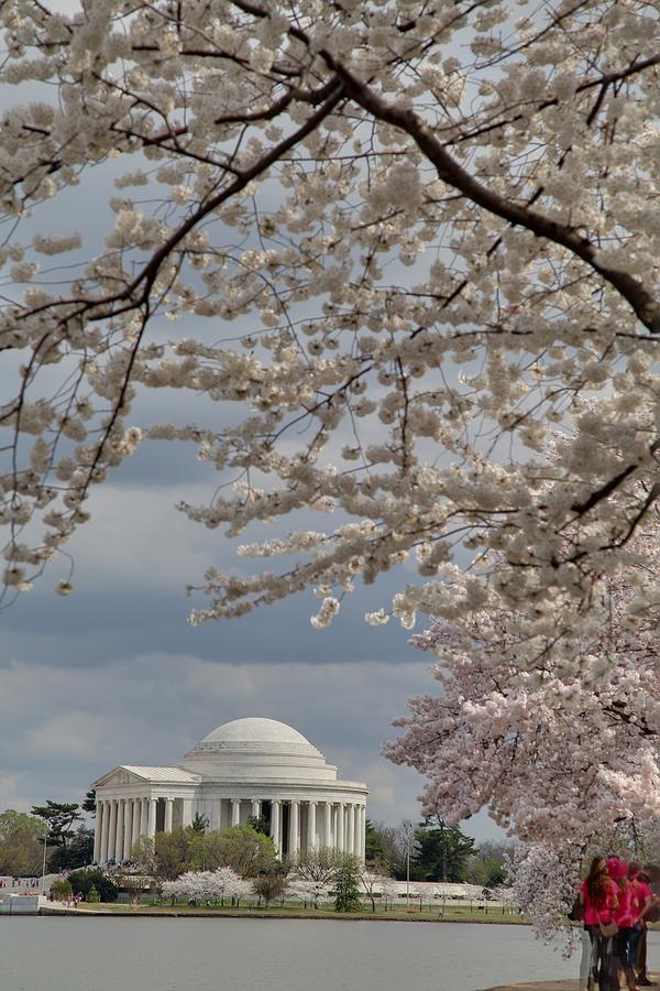 Flower Photograph - Cherry Blossoms with Jefferson Memorial - Washington DC - 011314 by DC Photographer