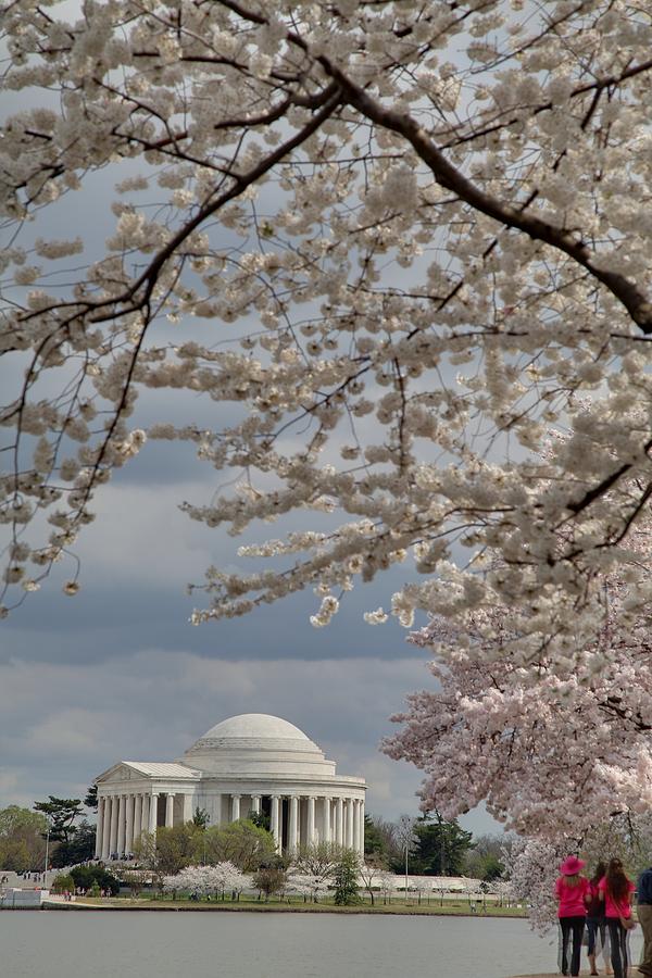 Flower Photograph - Cherry Blossoms with Jefferson Memorial - Washington DC - 011315 by DC Photographer