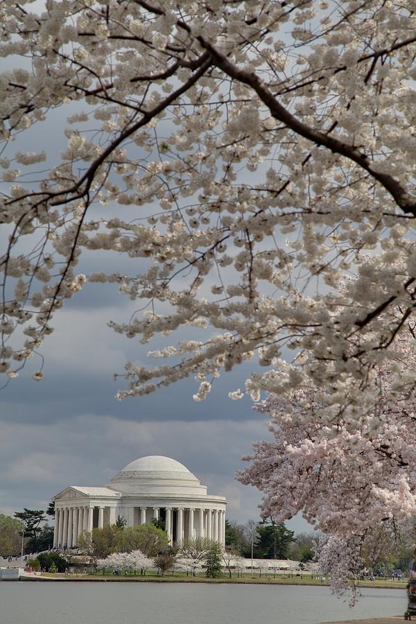 Flower Photograph - Cherry Blossoms with Jefferson Memorial - Washington DC - 011316 by DC Photographer