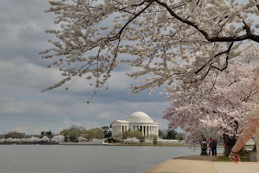 Flower Photograph - Cherry Blossoms with Jefferson Memorial - Washington DC - 011317 by DC Photographer