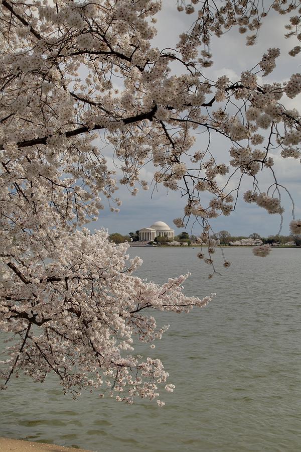 Flower Photograph - Cherry Blossoms with Jefferson Memorial - Washington DC - 011320 by DC Photographer