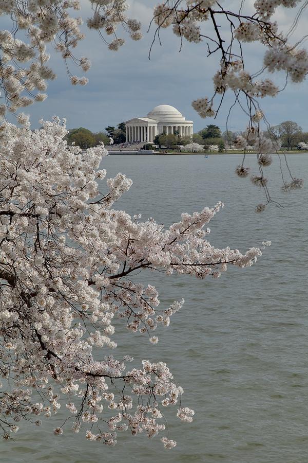Flower Photograph - Cherry Blossoms with Jefferson Memorial - Washington DC - 011321 by DC Photographer