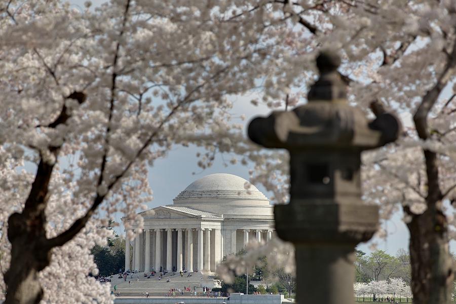 Flower Photograph - Cherry Blossoms with Jefferson Memorial - Washington DC - 011326 by DC Photographer