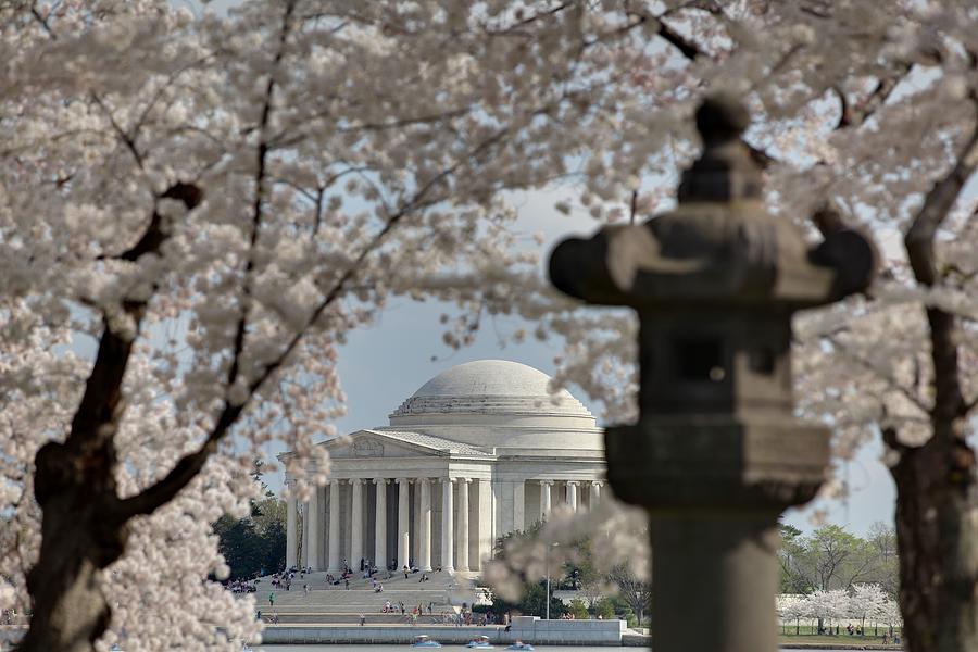 Flower Photograph - Cherry Blossoms with Jefferson Memorial - Washington DC - 011327 by DC Photographer