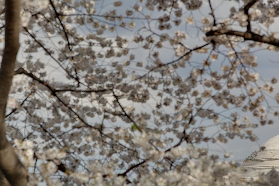 Flower Photograph - Cherry Blossoms with Jefferson Memorial - Washington DC - 011330 by DC Photographer