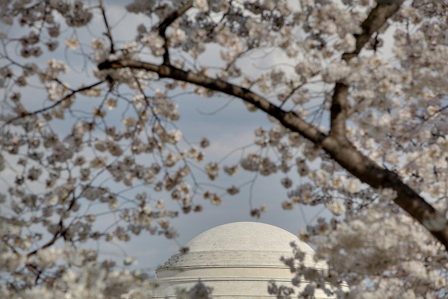 Cherry Blossoms with Jefferson Memorial - Washington DC - 011331 Photograph by DC Photographer