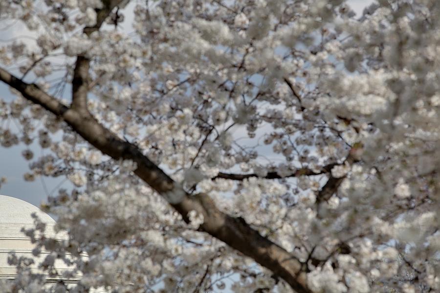 Flower Photograph - Cherry Blossoms with Jefferson Memorial - Washington DC - 011332 by DC Photographer