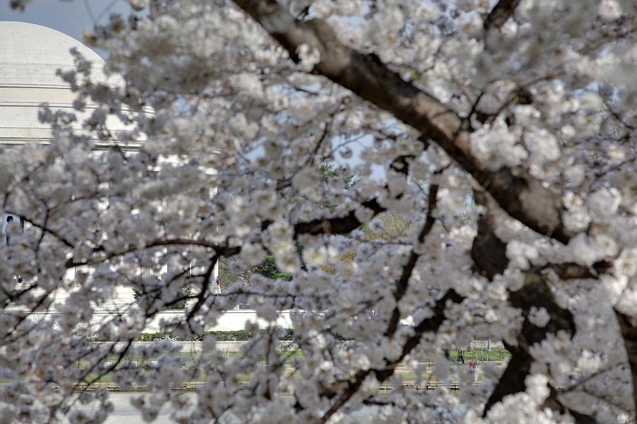 Flower Photograph - Cherry Blossoms with Jefferson Memorial - Washington DC - 011333 by DC Photographer