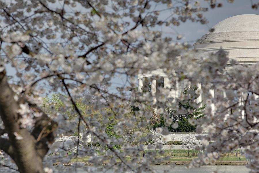 Flower Photograph - Cherry Blossoms with Jefferson Memorial - Washington DC - 011335 by DC Photographer